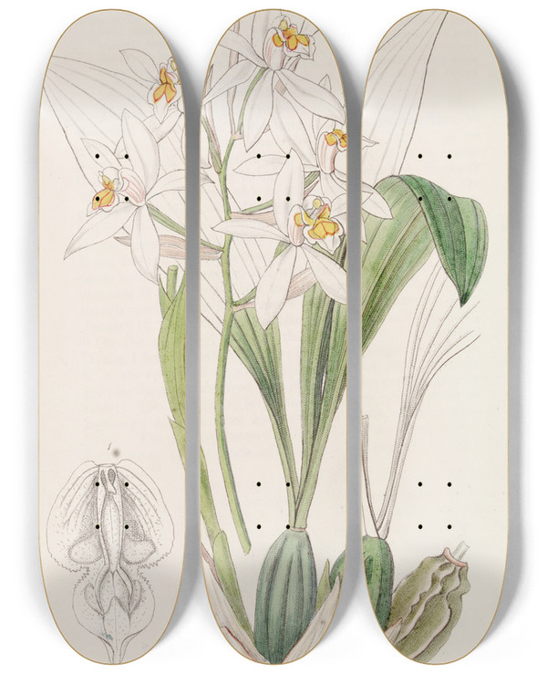 Triptych art skateboard deck of Sydenham Edwards Ochrespotted Coelogyne by Sydenham Edwards (1768-1819)