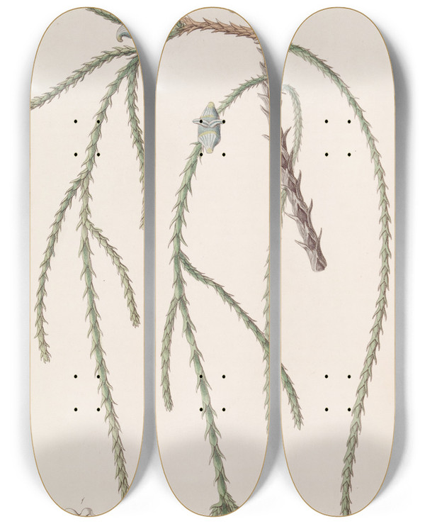 Triptych art skateboard deck of Sydenham Edwards Weeping Arbor Vitae by Sydenham Edwards (1768-1819)