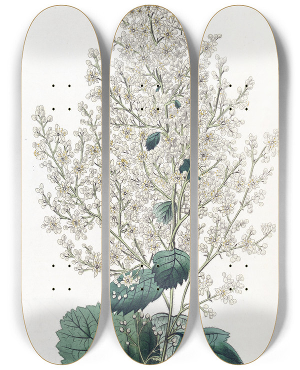 Triptych art skateboard deck of Sydenham Edwards Beamtreeleaved Spirea by Sydenham Edwards (1768-1819)