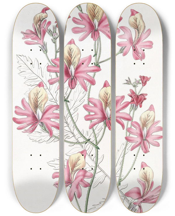 Triptych art skateboard deck of Sydenham Edwards Bluntpetalled Schizanthus by Sydenham Edwards (1768-1819)