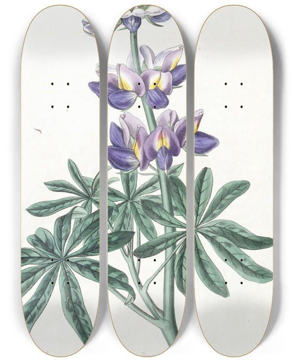 Triptych art skateboard deck of Sydenham Edwards Changeable Lupine by Sydenham Edwards (1768-1819)