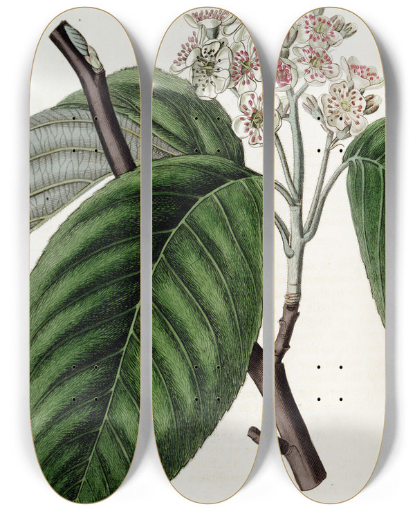 Triptych art skateboard deck of Sydenham Edwards Crenated Beamtree by Sydenham Edwards (1768-1819)