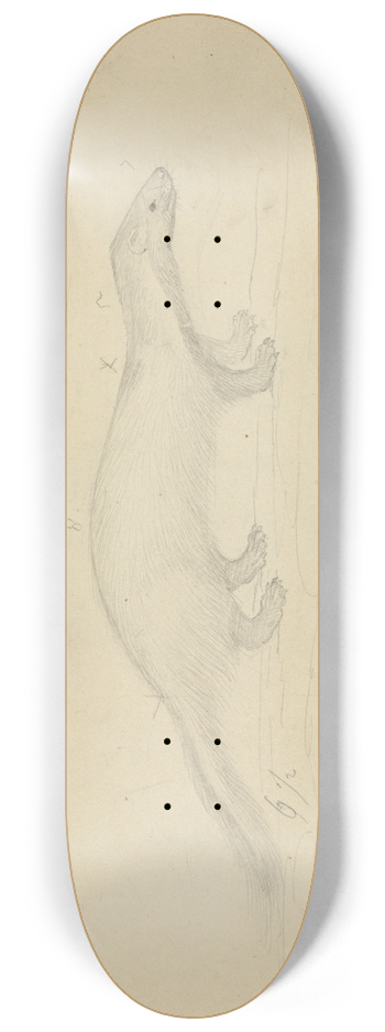 James Sowerby - Two Weasels 8.25 inch art skate deck