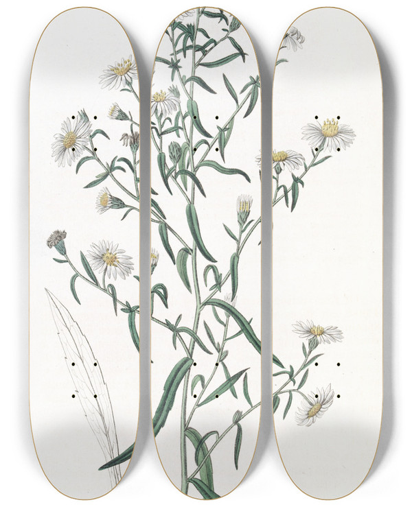 Triptych art skateboard deck of Sydenham Edwards Brittle Aster by Sydenham Edwards (1768-1819)