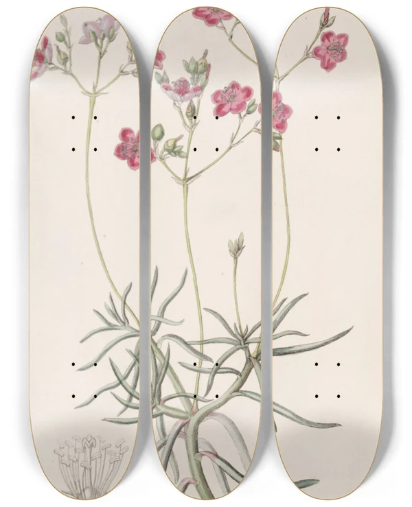 Triptych art skateboard deck of Sydenham Edwards Slenderleaved Talinum by Sydenham Edwards (1768-1819)