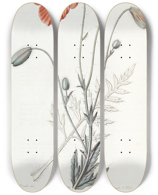 Triptych art skateboard deck of Sydenham Edwards Persian Poppy by Sydenham Edwards (1768-1819)