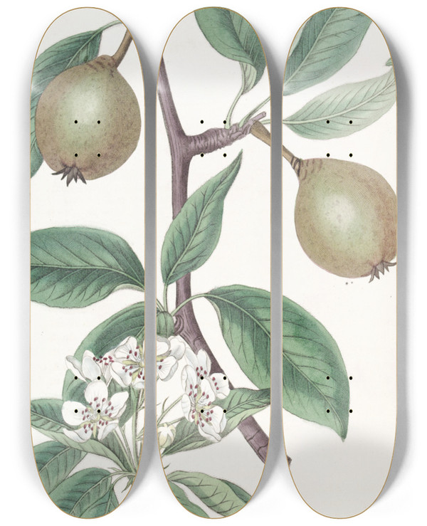 Triptych art skateboard deck of Sydenham Edwards Sageleaved Pear by Sydenham Edwards (1768-1819)
