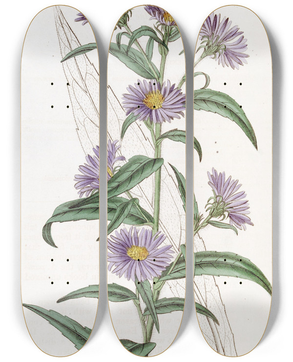 Triptych art skateboard deck of Sydenham Edwards Dwarf Blue Aster by Sydenham Edwards (1768-1819)