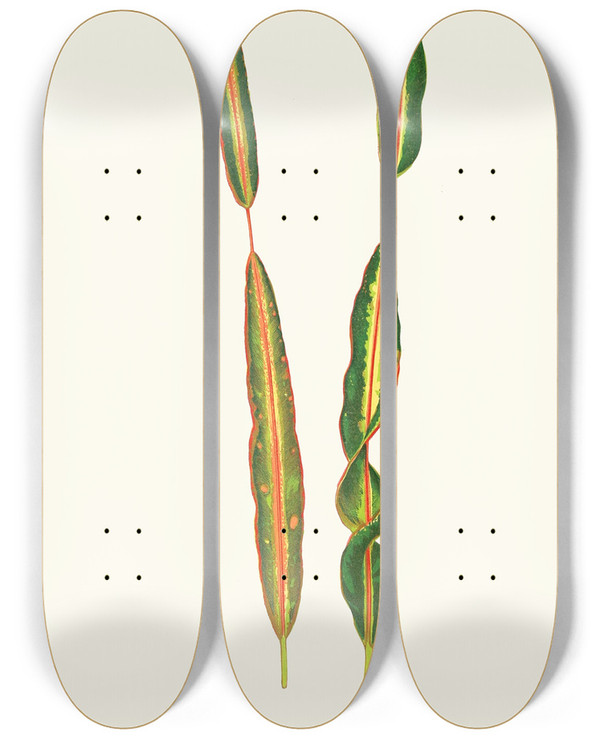 Triptych art skateboard deck of Edward Joseph Lowe Codlaeum Interruptum by Edward Joseph Lowe (1825-1900)