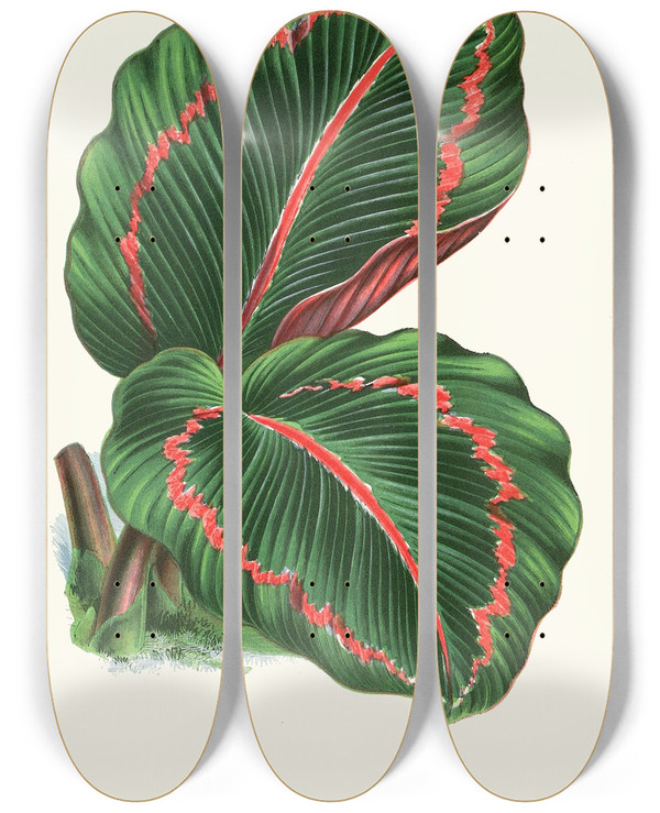 Triptych art skateboard deck of Edward Joseph Lowe Maranta Roseopicta by Edward Joseph Lowe (1825-1900)
