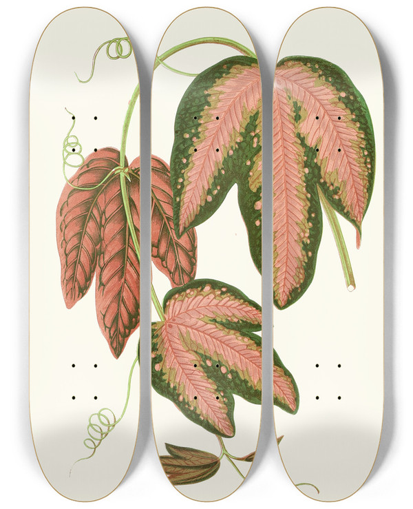 Triptych art skateboard deck of Edward Joseph Lowe Passiflora Trifasciata by Edward Joseph Lowe (1825-1900)