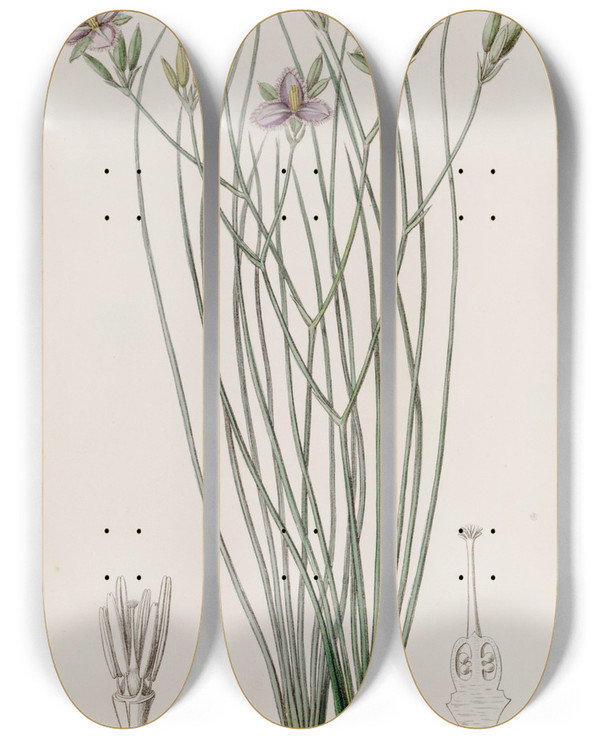 Triptych art skateboard deck of Sydenham Edwards Slender Thysanotus by Sydenham Edwards (1768-1819)
