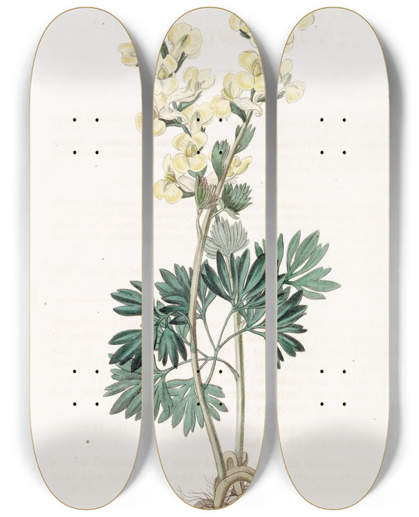 Triptych art skateboard deck of Sydenham Edwards Largebracted Corydalis by Sydenham Edwards (1768-1819)