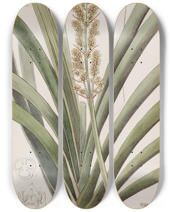 Triptych art skateboard deck of Sydenham Edwards Longleaved Xerotes by Sydenham Edwards (1768-1819)