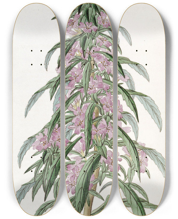 Triptych art skateboard deck of Sydenham Edwards Closeflowered Evening Primrose by Sydenham Edwards (1768-1819)