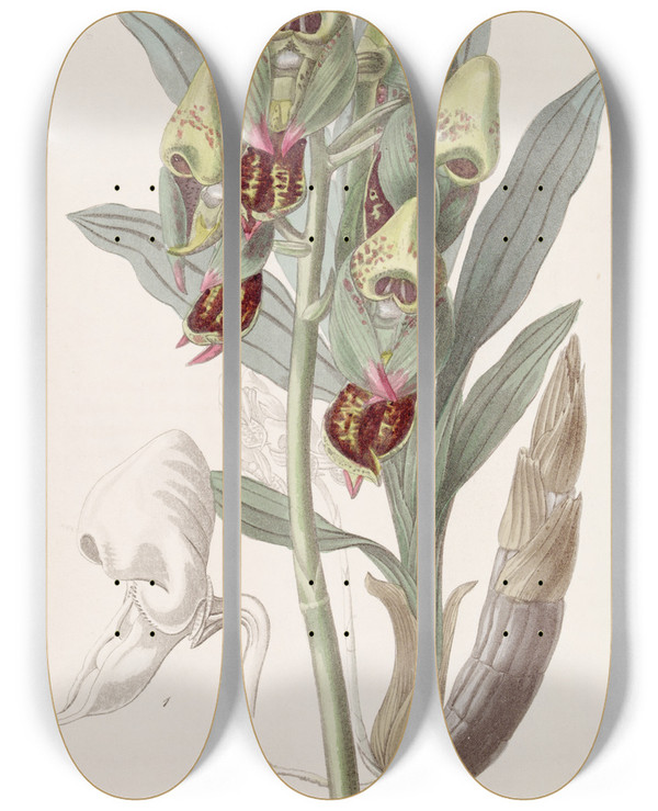 Triptych art skateboard deck of Sydenham Edwards Spotted Feelerbloom by Sydenham Edwards (1768-1819)