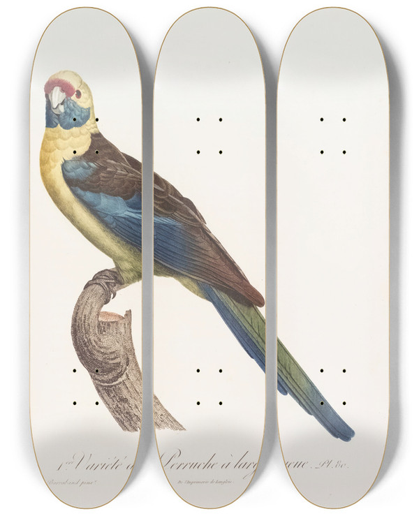 Triptych art skateboard deck of Jacques Barraband 1Ere Varit De La Perruche Large Queue by Jacques Barraband (1767-1809)
