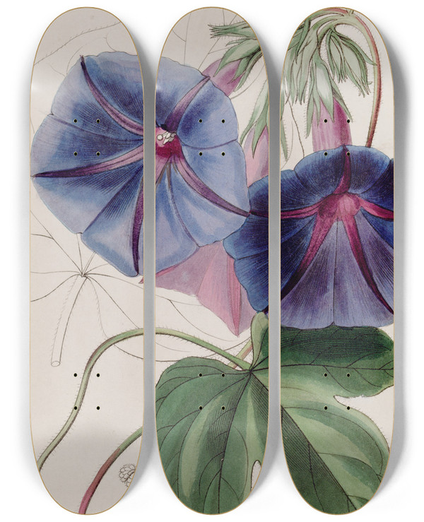 Triptych art skateboard deck of Sydenham Edwards Mr Lears Gaybine by Sydenham Edwards (1768-1819)