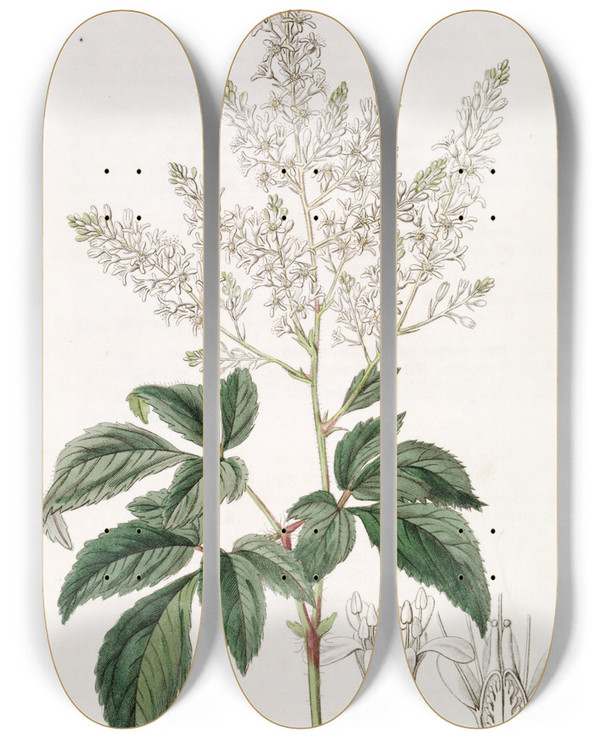 Triptych art skateboard deck of Sydenham Edwards Bearded Meadowsweet by Sydenham Edwards (1768-1819)