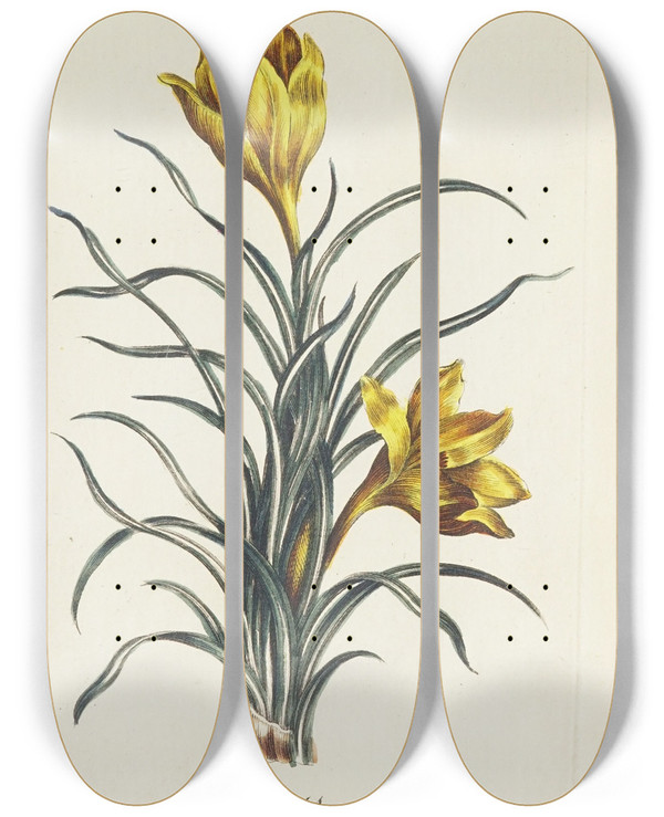 Triptych art skateboard deck of Carington Bowles Crocus by Carington Bowles (1724-1793)