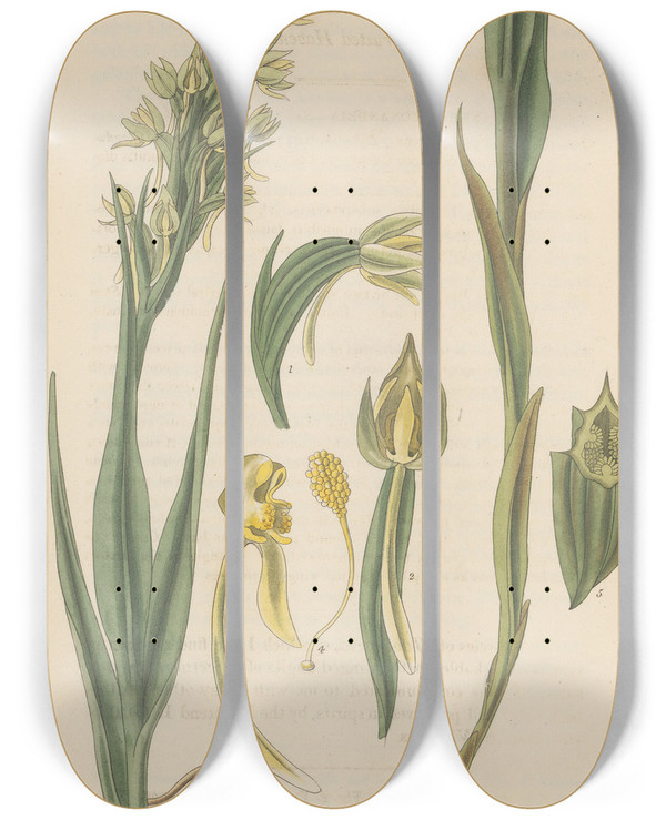 Triptych art skateboard deck of William Jackson Hooker Habenaria Alata by William Jackson Hooker (1785-1865)