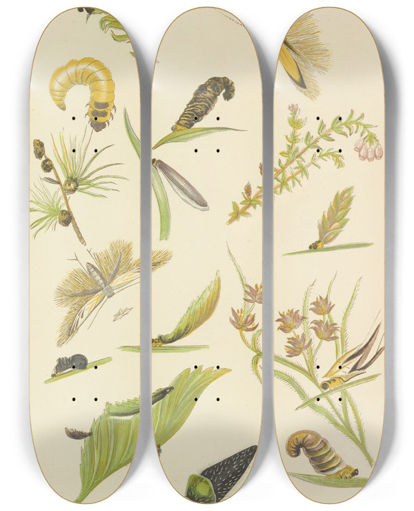 Triptych art skateboard deck of Barret And Sons Coleophora Or Tentmakers by Barret And Sons (19-)