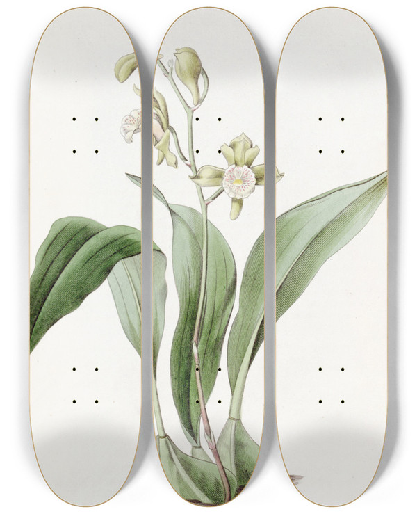 Triptych art skateboard deck of Sydenham Edwards Racemeflowered Maxillaria by Sydenham Edwards (1768-1819)