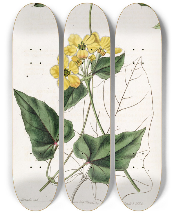 Triptych art skateboard deck of Sydenham Edwards Awned Stigmaphyllon by Sydenham Edwards (1768-1819)