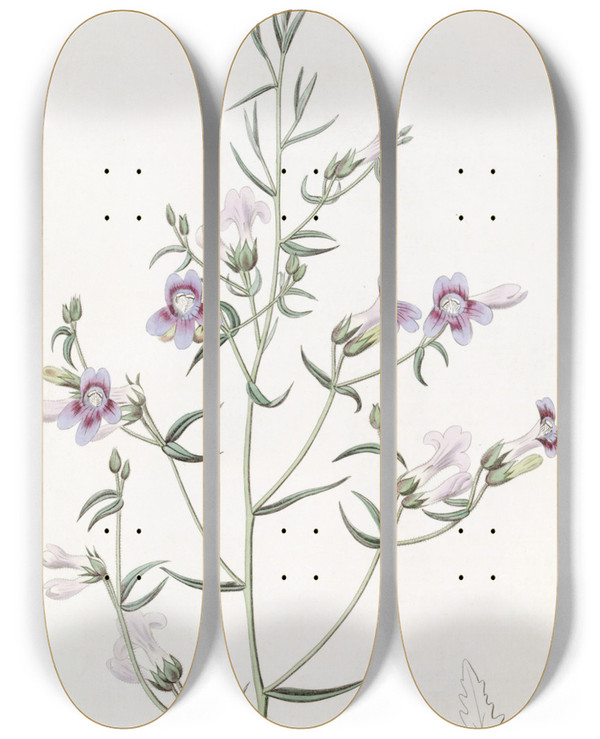 Triptych art skateboard deck of Sydenham Edwards Threeleaved Pentstemon by Sydenham Edwards (1768-1819)