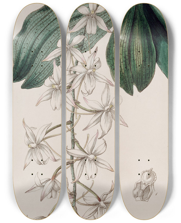 Triptych art skateboard deck of Sydenham Edwards Twolobed Angurek by Sydenham Edwards (1768-1819)