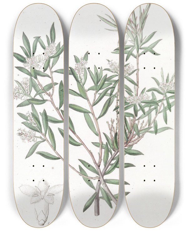 Triptych art skateboard deck of Sydenham Edwards Smallflowered Whitebeard by Sydenham Edwards (1768-1819)