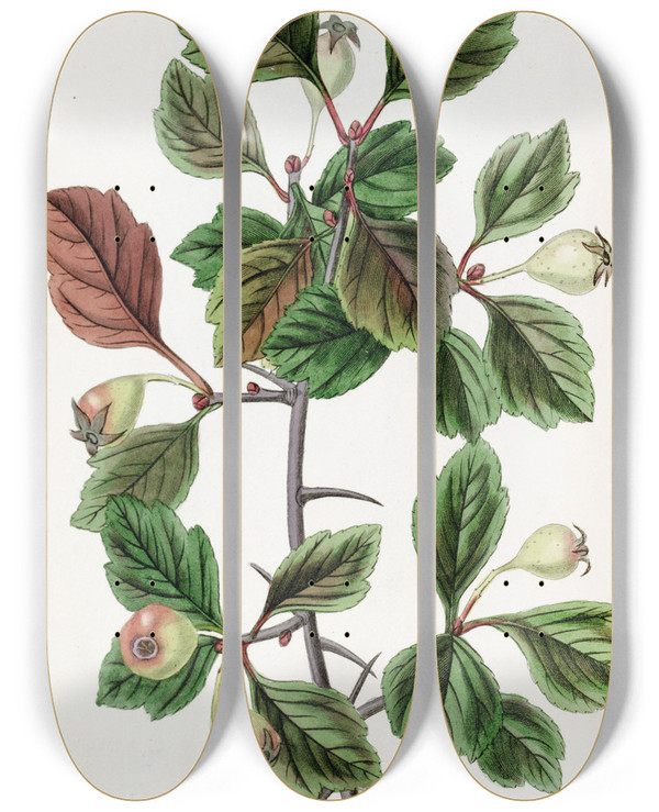Triptych art skateboard deck of Sydenham Edwards Roughbarked Thorn Singlefruited Variety by Sydenham Edwards (1768-1819)