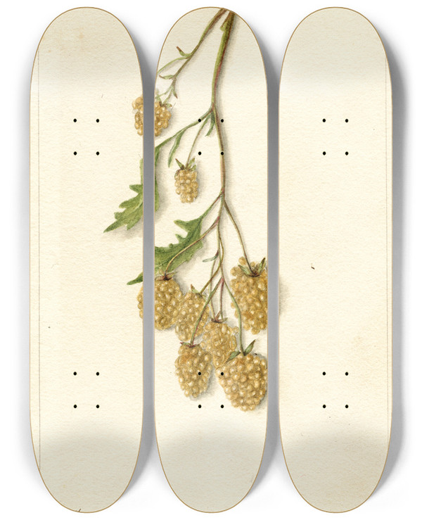 Triptych art skateboard deck of Bertha Heiges Rubus Iceberg by Bertha Heiges (1866-1956)