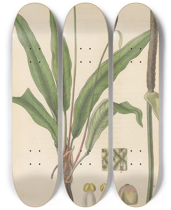 Triptych art skateboard deck of William Jackson Hooker Pothos Harrisii by William Jackson Hooker (1785-1865)