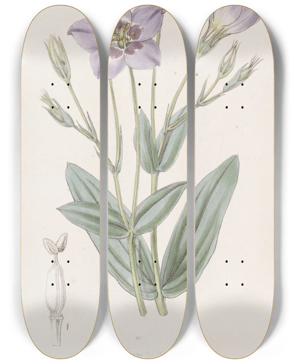 Triptych art skateboard deck of Sydenham Edwards Tall Eustoma by Sydenham Edwards (1768-1819)