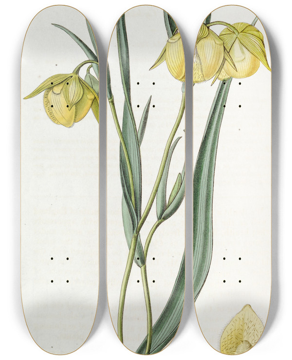 Triptych art skateboard deck of Sydenham Edwards Deepyellow Cyclobothra by Sydenham Edwards (1768-1819)