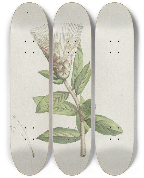 Triptych art skateboard deck of Hendrik Schwegman Protea by Hendrik Schwegman (1761-1816)