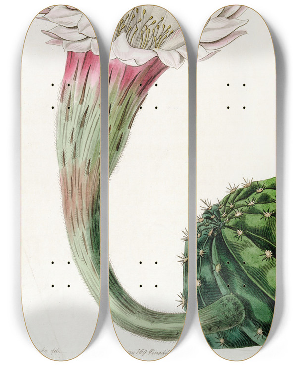 Triptych art skateboard deck of Sydenham Edwards Sharpangled Spiny Cactus by Sydenham Edwards (1768-1819)