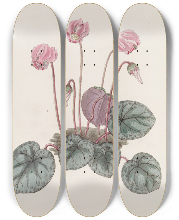 Triptych art skateboard deck of Sydenham Edwards Shore Cyclamen by Sydenham Edwards (1768-1819)