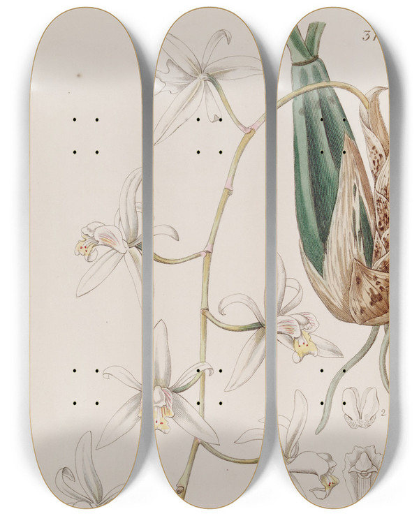 Triptych art skateboard deck of Sydenham Edwards Drooping Caelogyne by Sydenham Edwards (1768-1819)