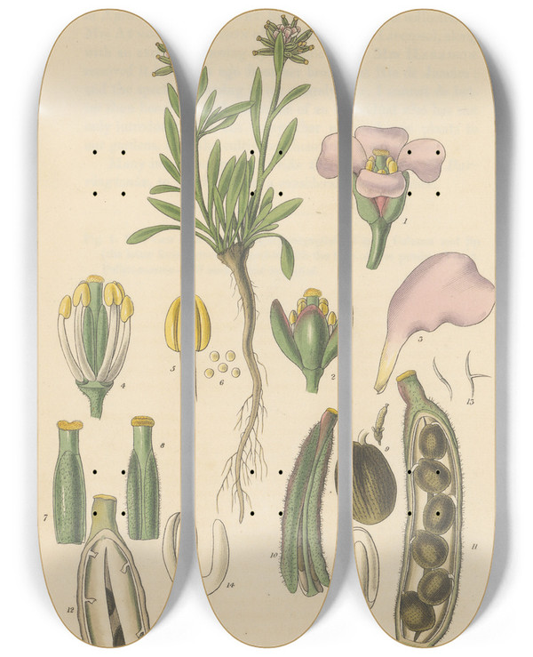 Triptych art skateboard deck of William Jackson Hooker Braya Alpina by William Jackson Hooker (1785-1865)
