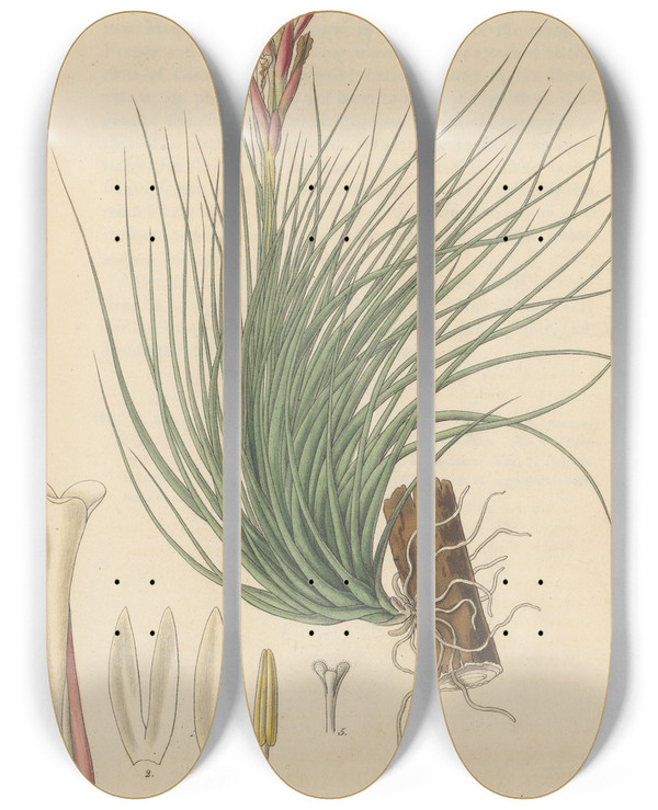Triptych art skateboard deck of William Jackson Hooker Tillandsia Pulchella by William Jackson Hooker (1785-1865)