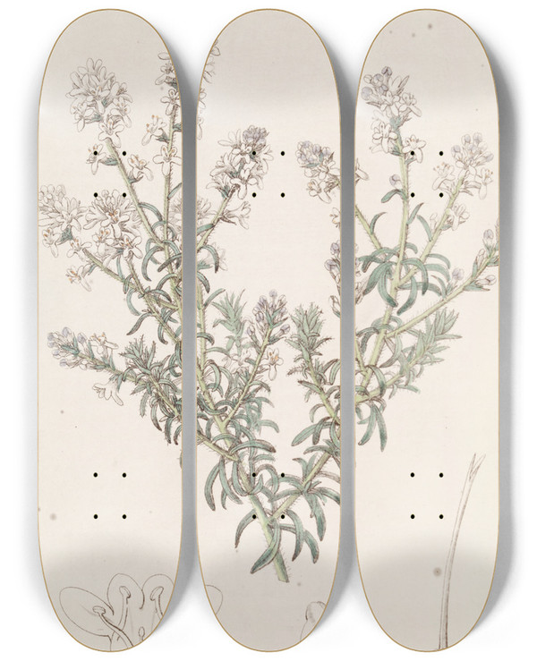 Triptych art skateboard deck of Sydenham Edwards Looseflowered Selago by Sydenham Edwards (1768-1819)
