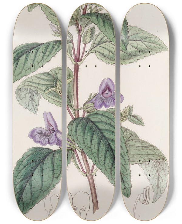 Triptych art skateboard deck of Sydenham Edwards Largeflowered Wingpoint by Sydenham Edwards (1768-1819)