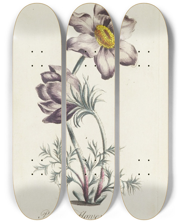 Triptych art skateboard deck of Carington Bowles Pasque Flower by Carington Bowles (1724-1793)