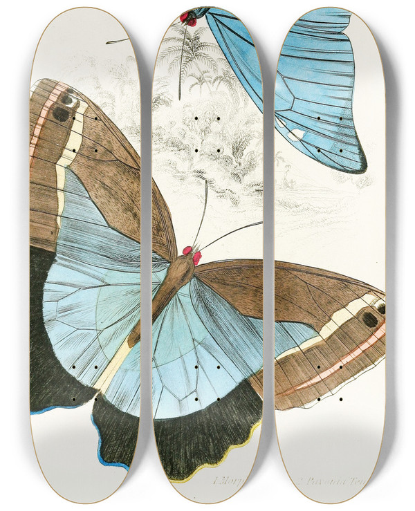 Triptych art skateboard deck of James Duncan Morpho Adonispavonia Teucer by James Duncan (1806-1881)