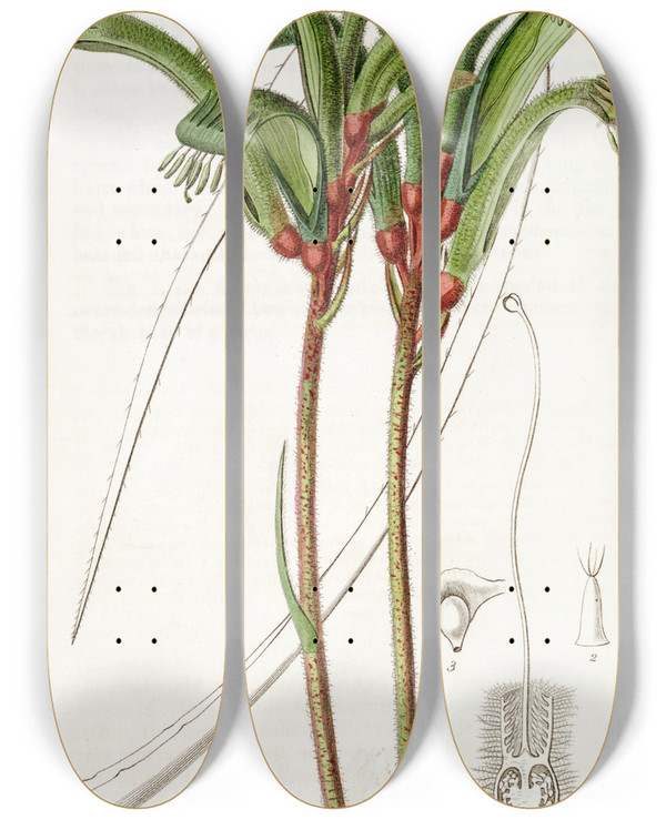 Triptych art skateboard deck of Sydenham Edwards Narrowleaved Manglesian Anigozanthus by Sydenham Edwards (1768-1819)