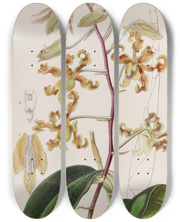 Triptych art skateboard deck of Sydenham Edwards Dullcoloured Dendrobium by Sydenham Edwards (1768-1819)