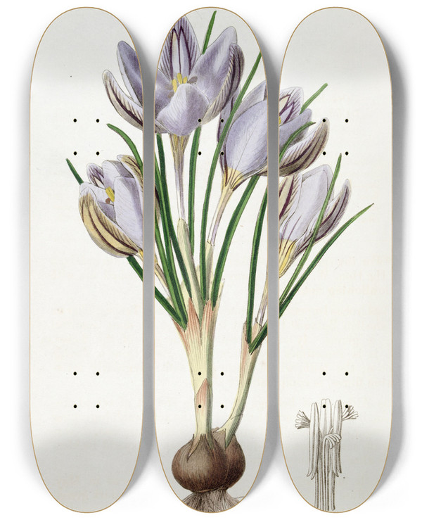 Triptych art skateboard deck of Sydenham Edwards Imperatos Crocus by Sydenham Edwards (1768-1819)