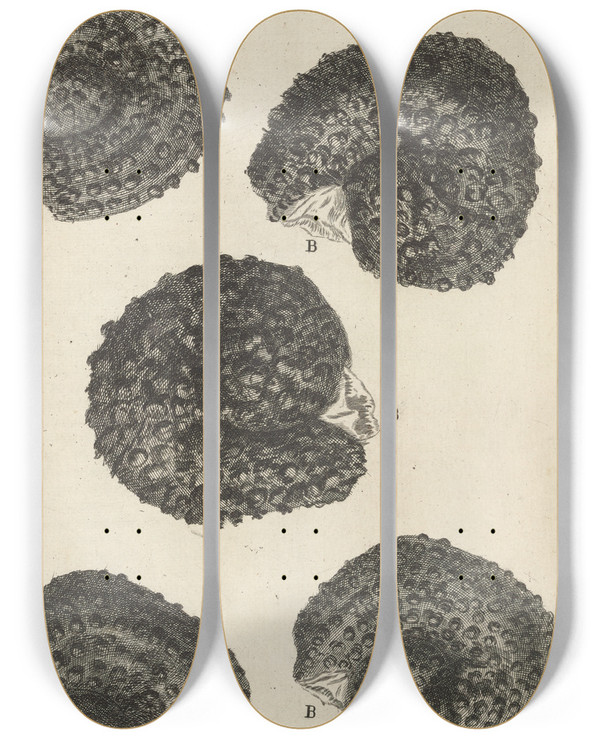 Triptych art skateboard deck of Robert Hooke Microscopic View Of Purslane Seeds by Robert Hooke (1635-1703)